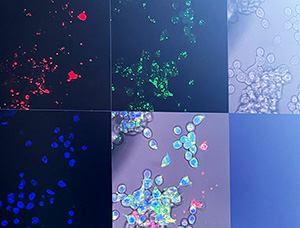 künstlerische Tatsachen 2024 log